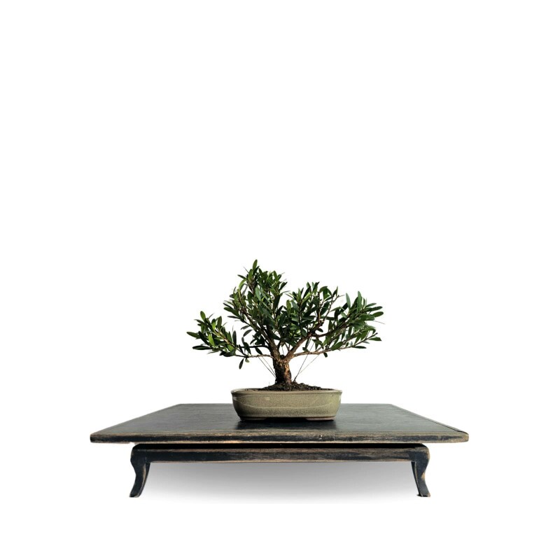 Bonsai Cereja Anã 4 anos - 01918