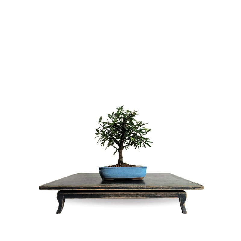 Bonsai Caliandra Branca 4 anos - 01922