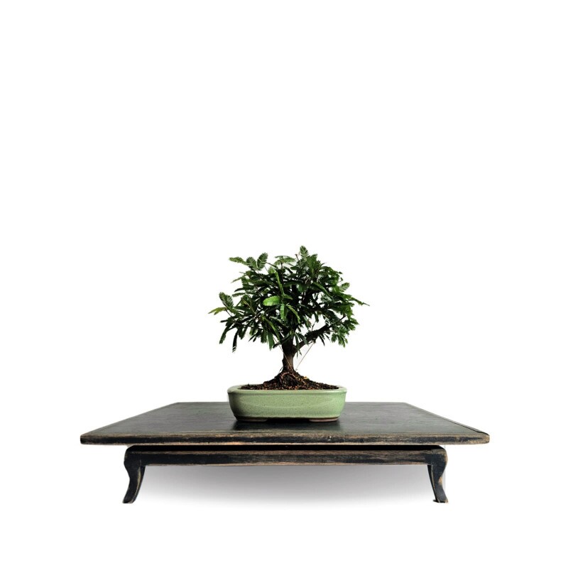 Bonsai Caliandra Branca 4 anos - 01923