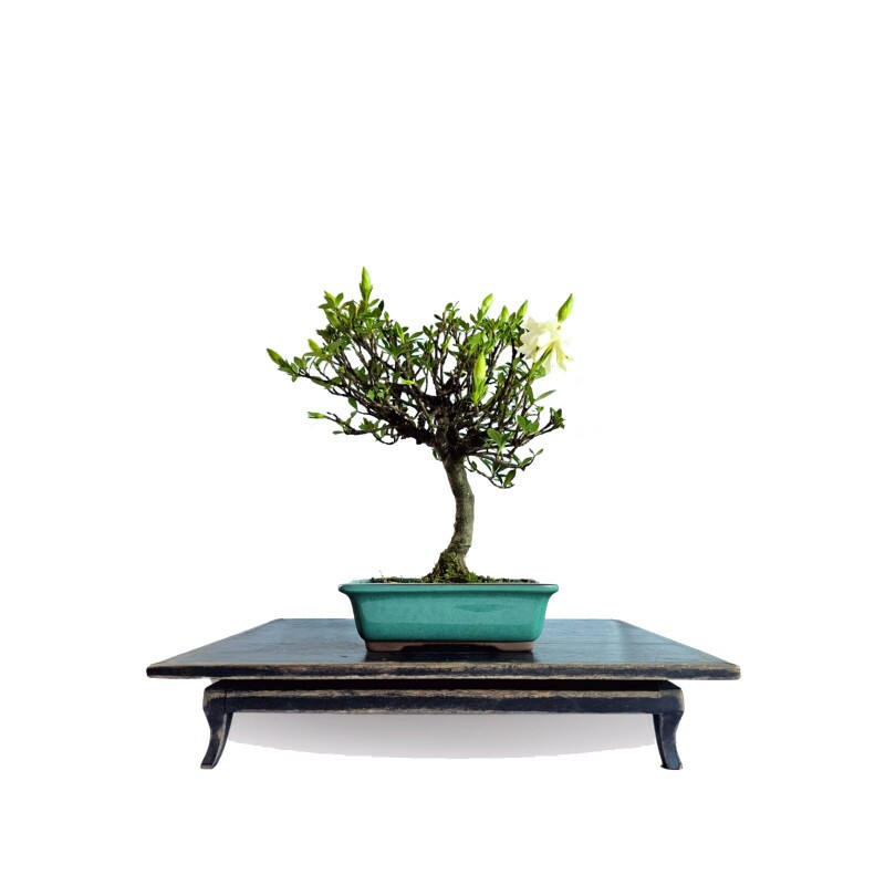 Bonsai Jasmim Anão 6 anos - 01942