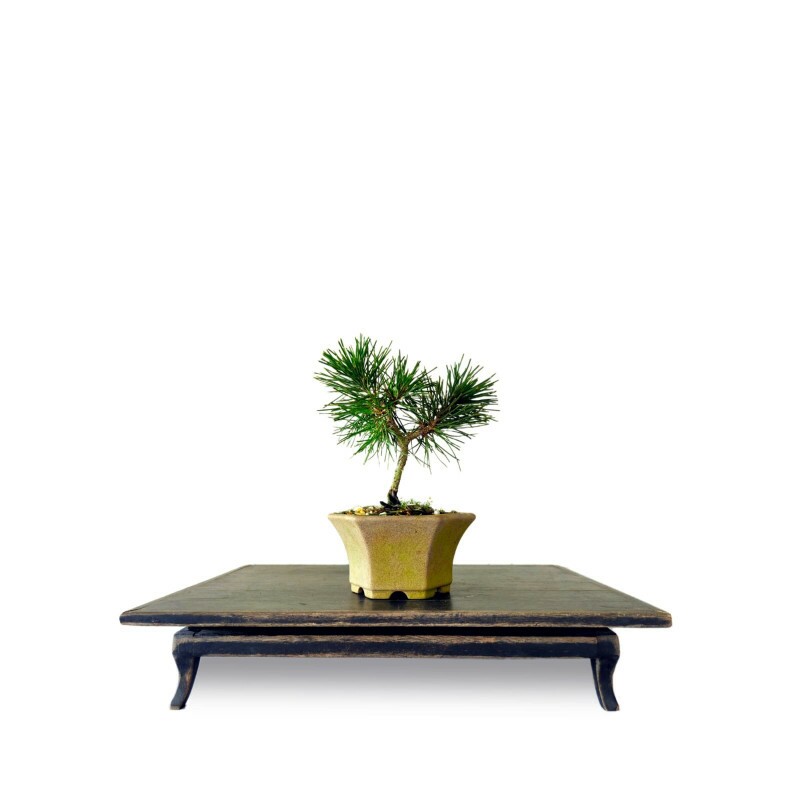 Bonsai Pinheiro Negro 03 anos - 00497