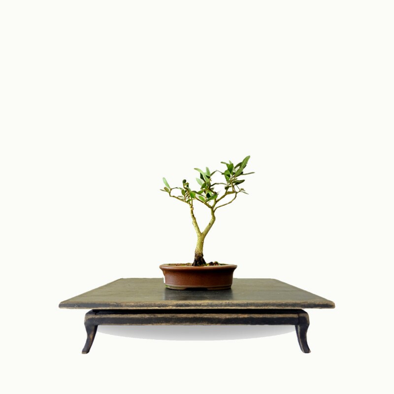 Bonsai Oliveira 4 anos - 01492