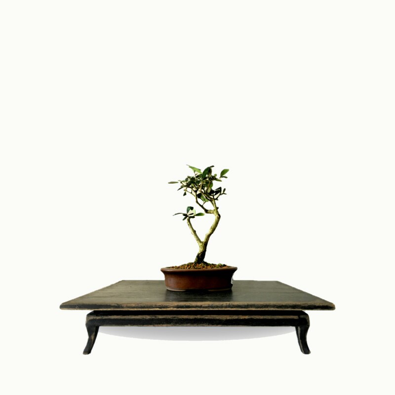 Bonsai Oliveira 4 anos - 01498