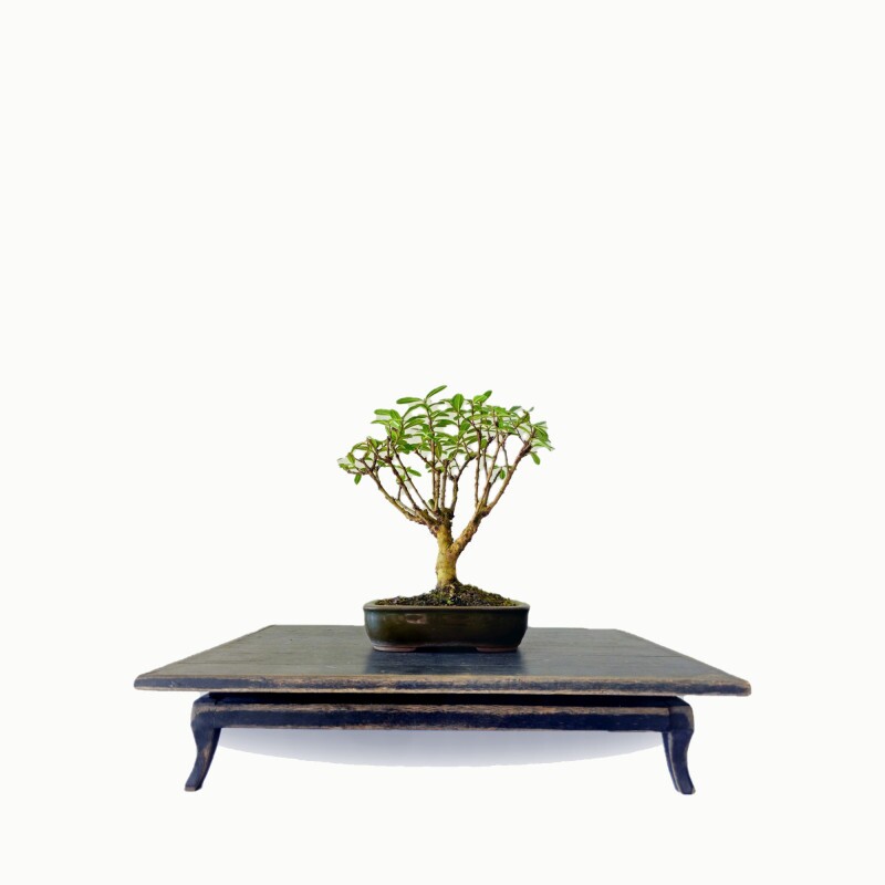 Bonsai Mini Goiaba 4 anos - 01784
