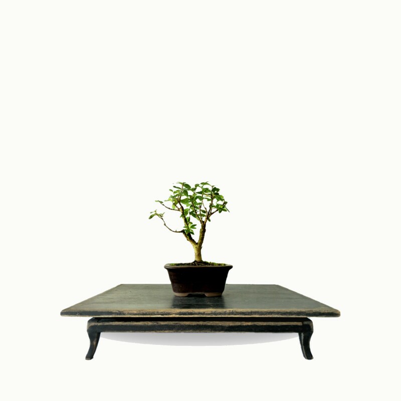 Bonsai Mini Goiaba 3 anos - 01785