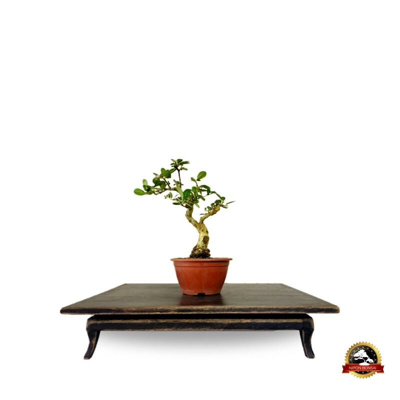 Pré Bonsai Piracanta 5 anos - 01788