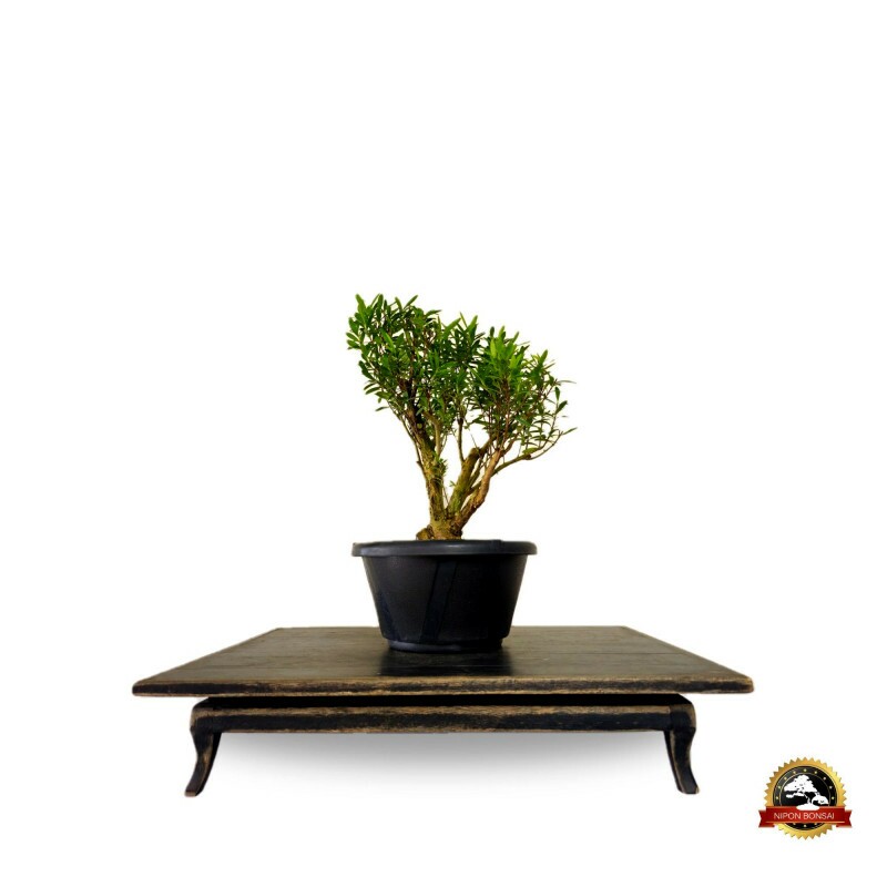 Pré Bonsai Cereja Anã 5 anos - 01789