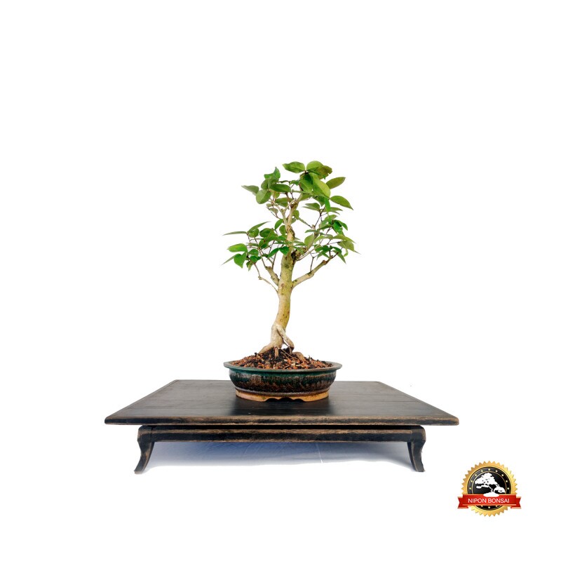 Bonsai Pitanga 8 anos - 01775