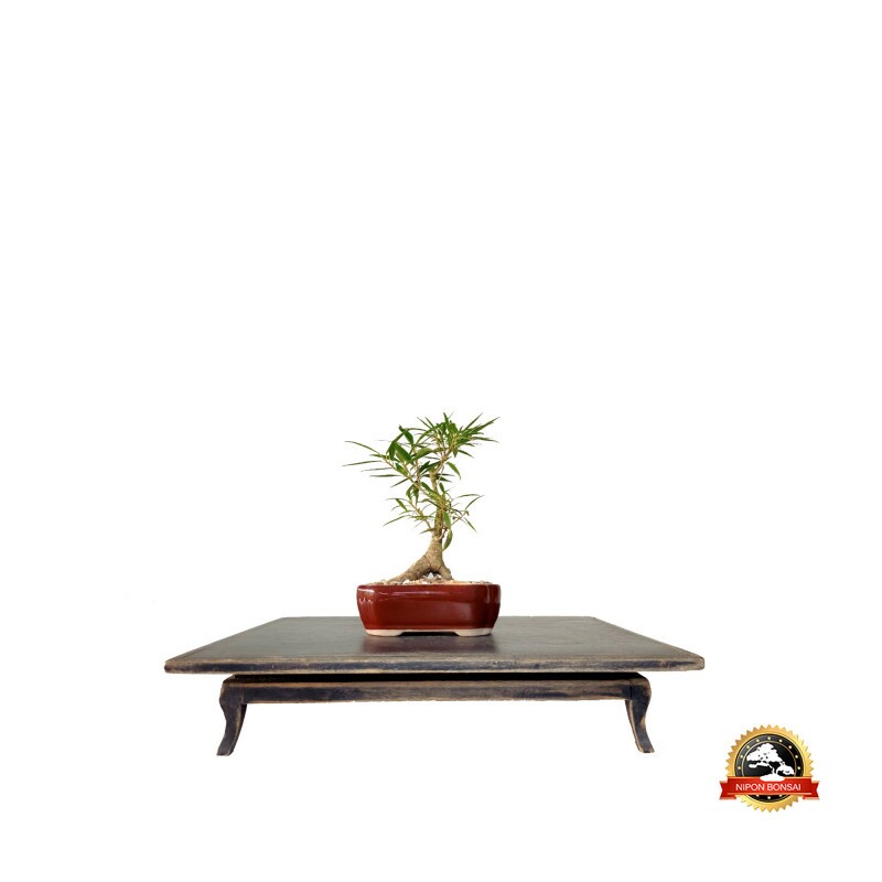 Bonsai Ficus Nerifolia 4 anos - 01364