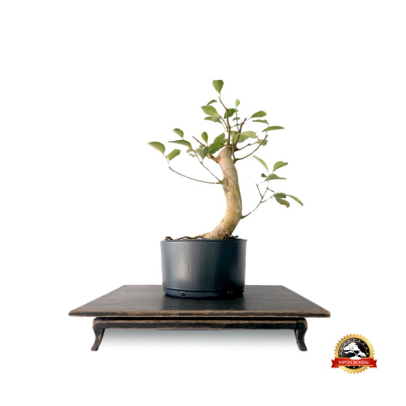 Pré Bonsai Ficus Microcarpa 7 anos - 00165
