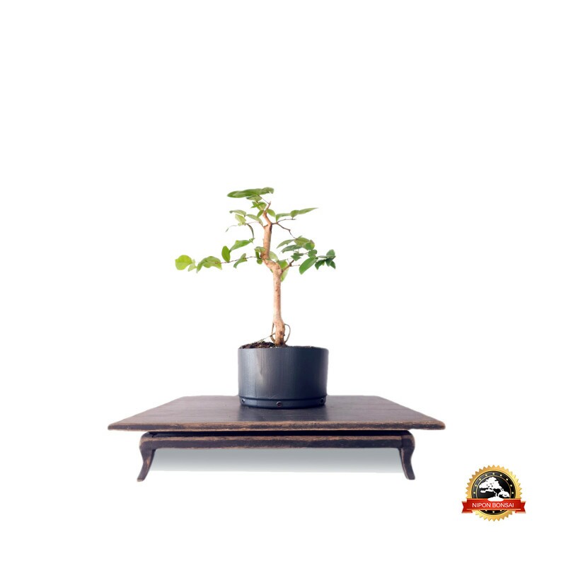 Pré Bonsai Pitanga 4 anos - 01595