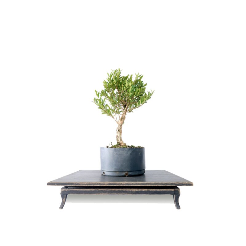 Pré Bonsai Cereja Anã 6 anos - 01753