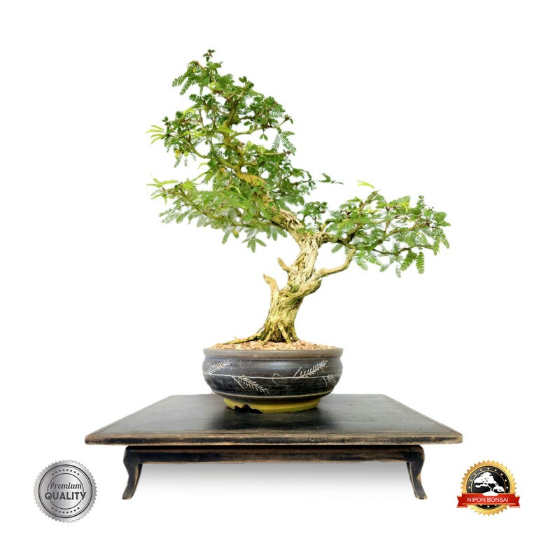 Bonsai Caliandra Spinosa 17 anos - 00463