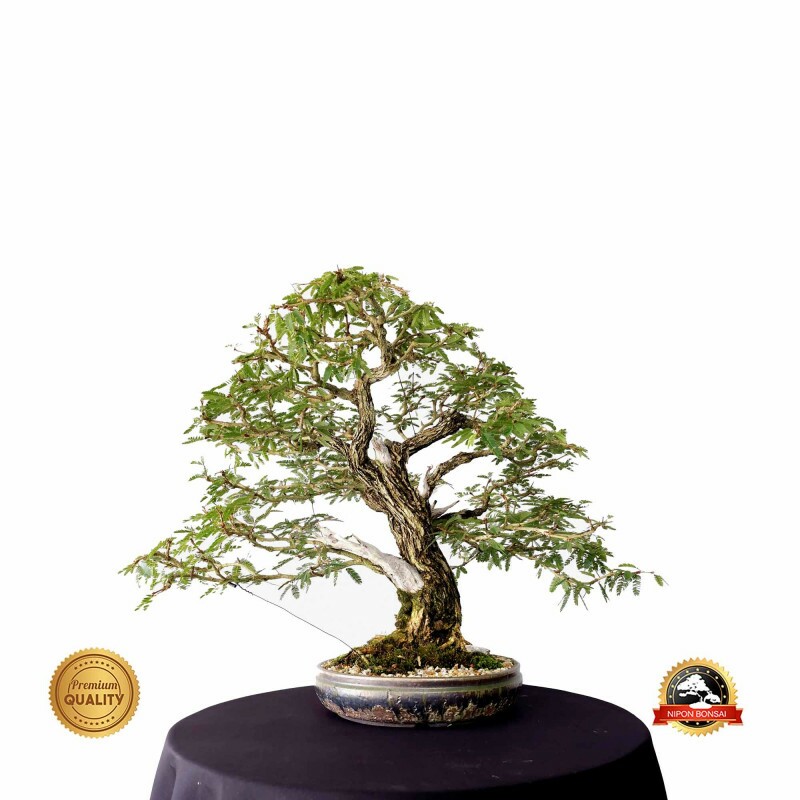 Bonsai Caliandra spinosa 28 anos - 00467
