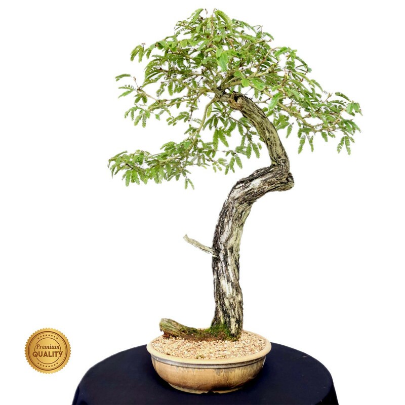 Bonsai Caliandra spinosa 23 anos - 00469