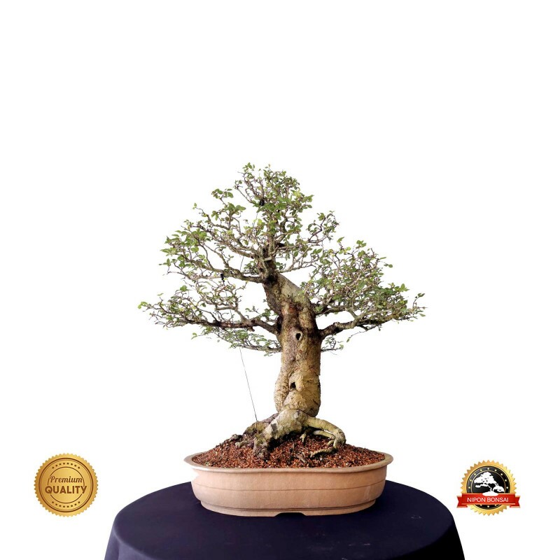 Bonsai Ulmus parvifolia 20 anos - 00474