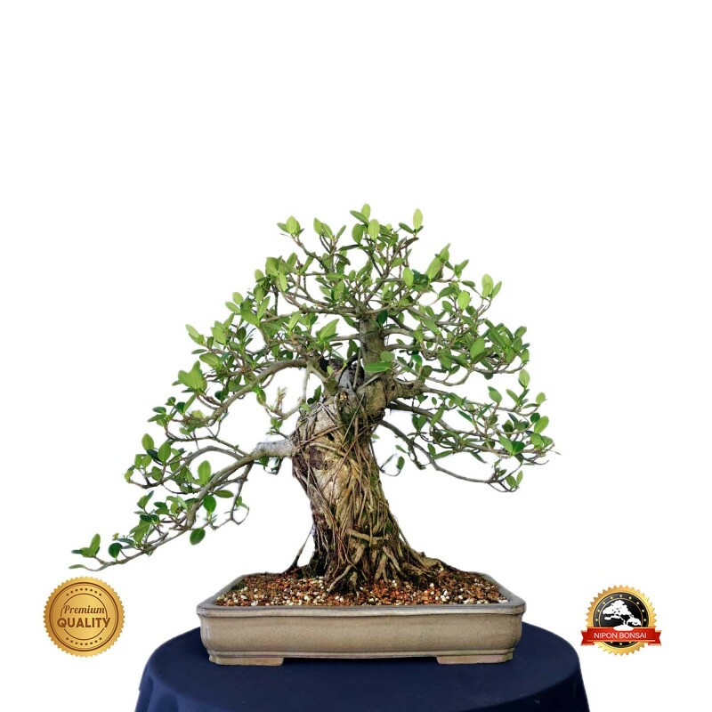 Bonsai Ficus green island 23 anos - 00583