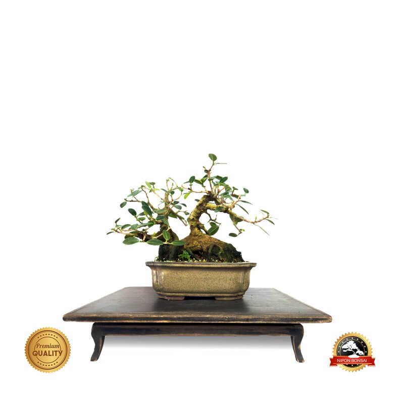 Bonsai Ficus Green Island 16 anos - 01025