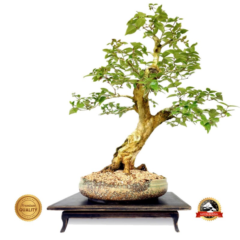 Bonsai Pitanga 16 anos - 01666