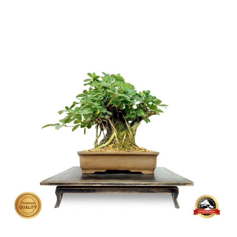 Bonsai Schefflera 12 anos - 01792