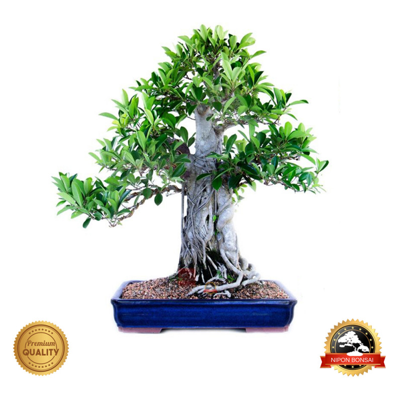 Bonsai Ficus microcarpa 26 anos - 00585