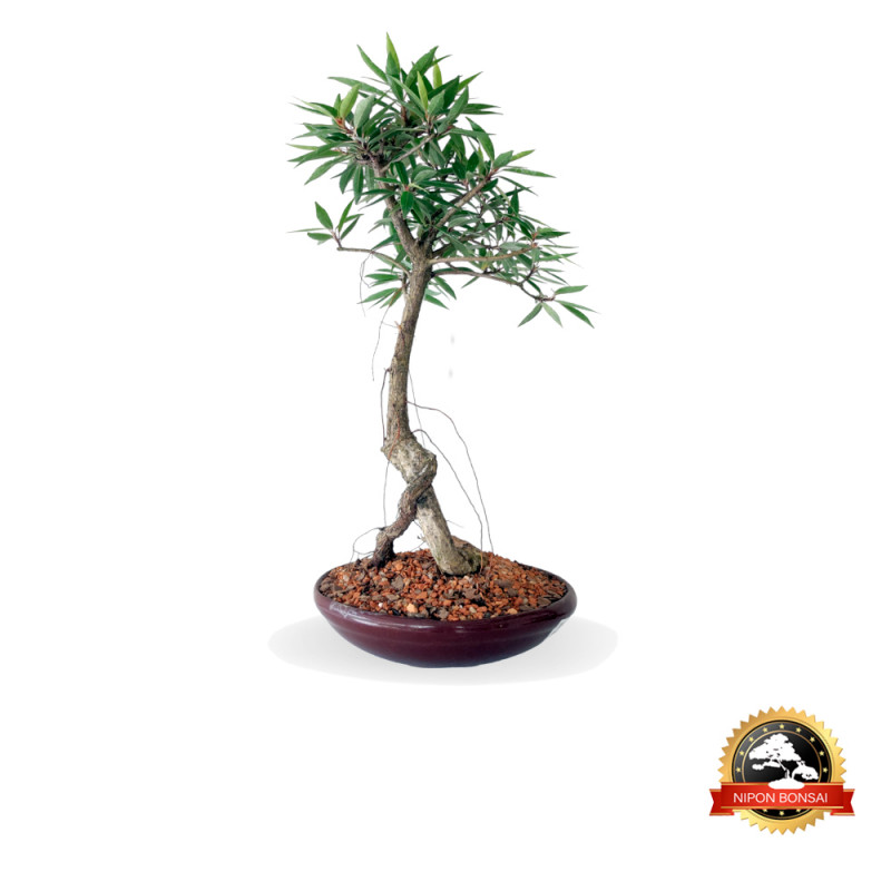 Bonsai Ficus Nerifolia 8 anos - 01183