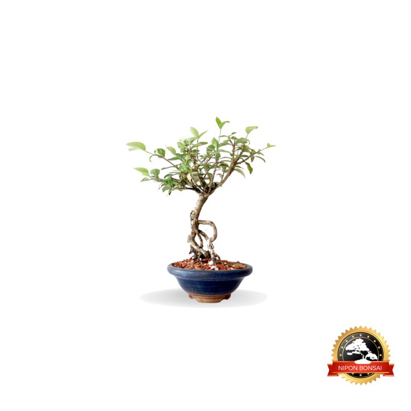 Bonsai Acerola 2 anos - 01212