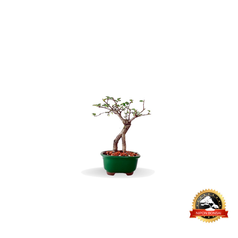 Bonsai Ulmus Parvifolia 2 anos - 01347