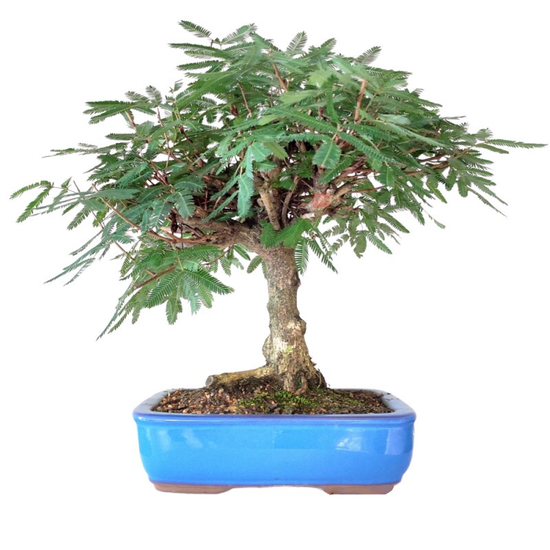 Bonsai Caliandra Tweedii 14 anos - 00483