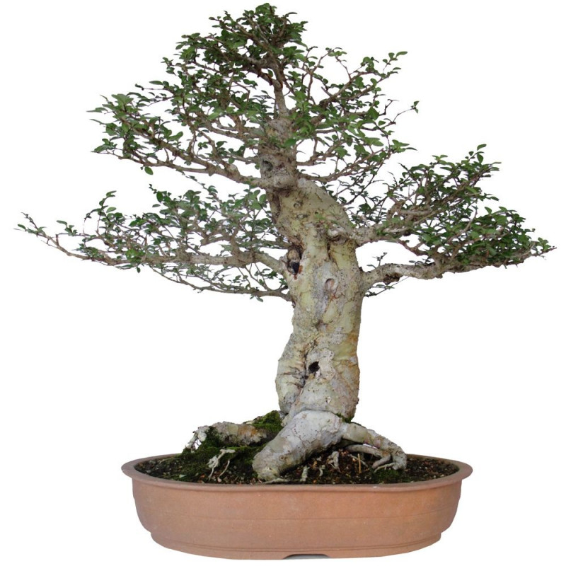 Bonsai Ulmus parvifolia 20 anos - 00474