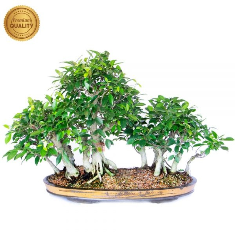 Bonsai Ficus microcarpa 28 anos - 00586