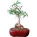 Bonsai Ficus Nerifolia 6 anos - 