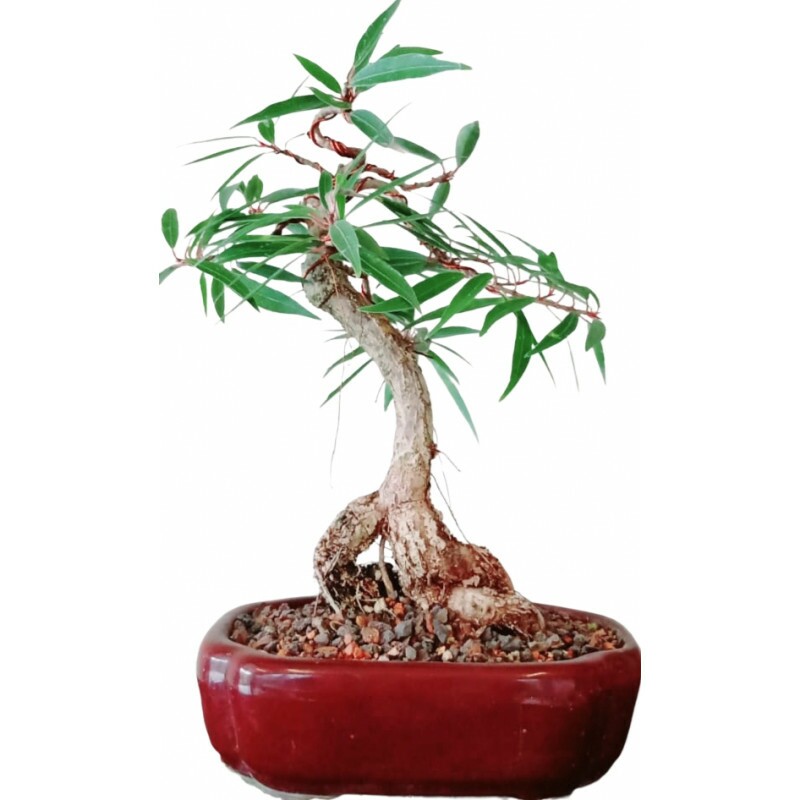 Bonsai Ficus Nerifolia 6 anos - 