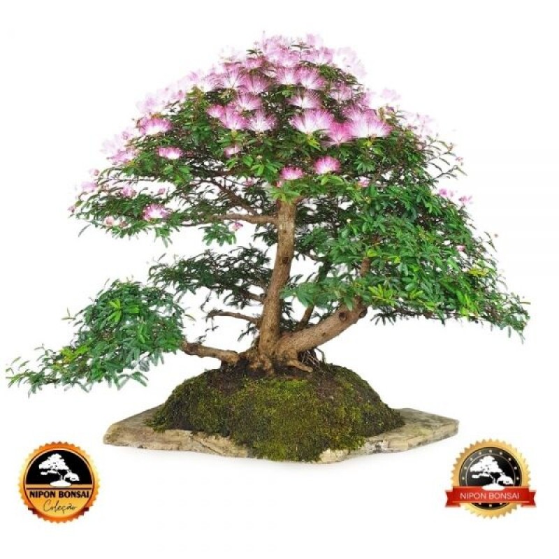 Bonsai Caliandra selloi 25 anos - 00590
