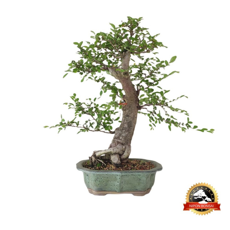 Bonsai Ulmus parvifolia 14 anos - 00746