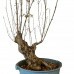 Pré Bonsai Acer Kaede 15 anos 