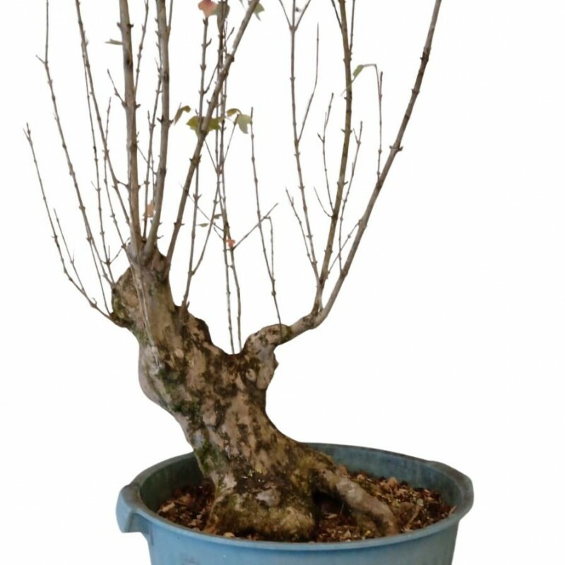 Pré Bonsai Acer Kaede 15 anos 