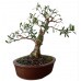 Bonsai Cereja Anã 10 anos