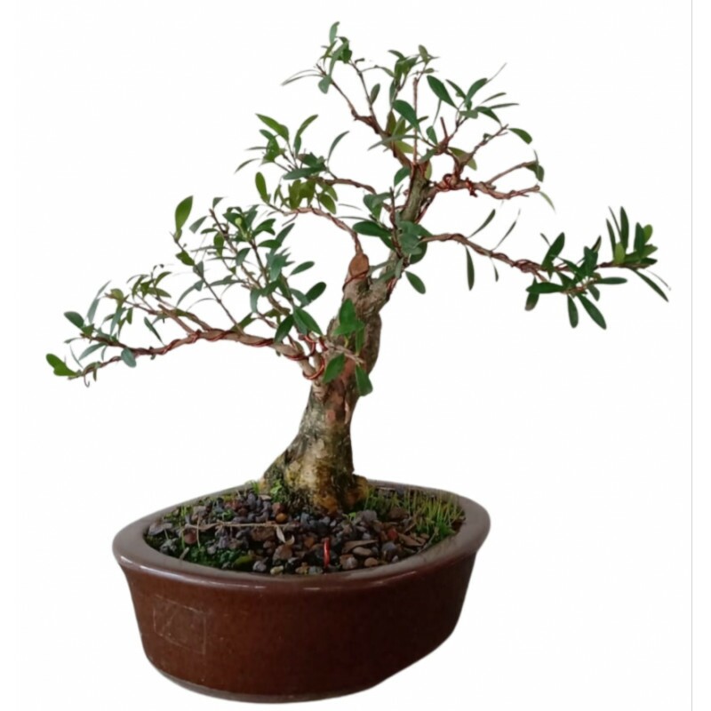 Bonsai Cereja Anã 10 anos