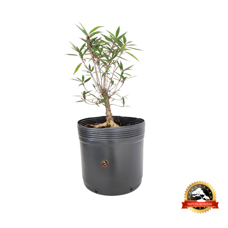 Pré Bonsai Ficus Nerifolia 4 anos - 00122