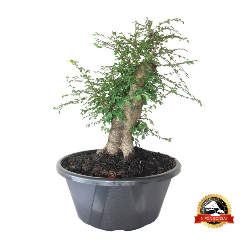 Pré Bonsai Ulmus Parvifolia 10 anos - 00642