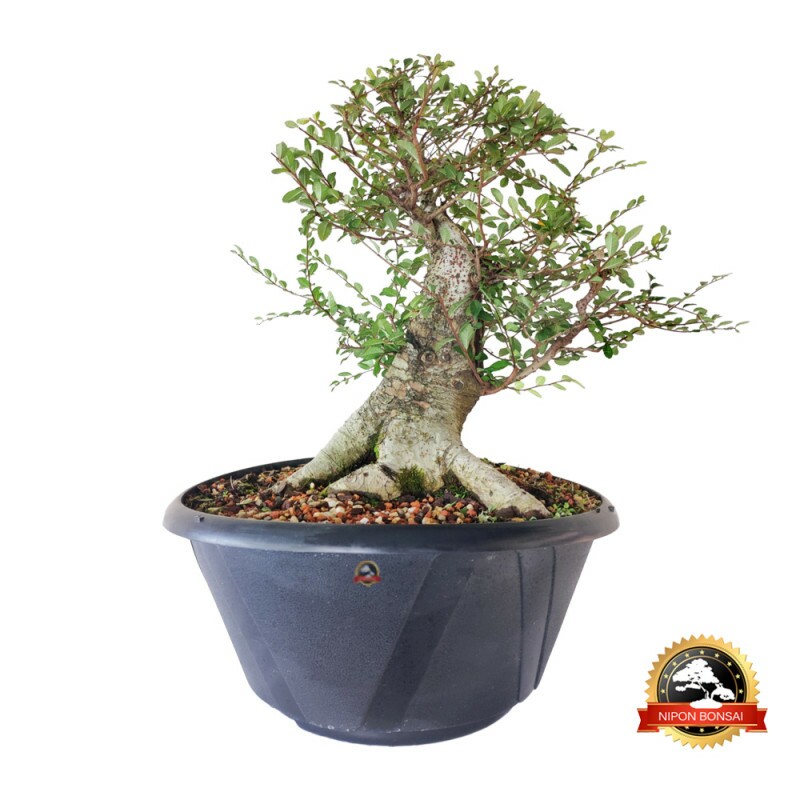 Pré Bonsai Ulmus Parvifolia 18 anos - 00645