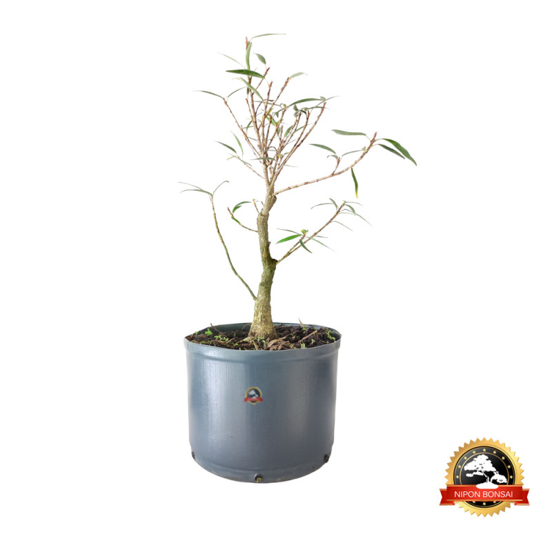 Pré Bonsai Ficus Nerifolia 6 anos - 01072