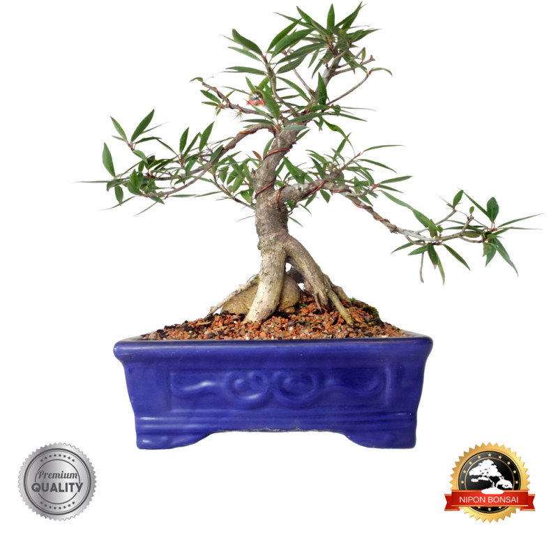 Bonsai Ficus Nerifolia 12 anos - 01023