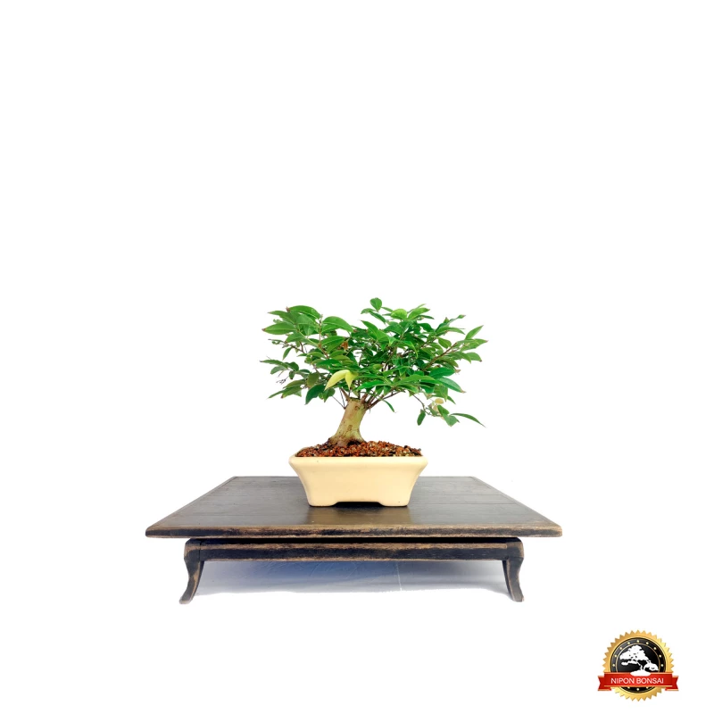 Bonsai Jabuticaba hibrida 5 anos - 00085