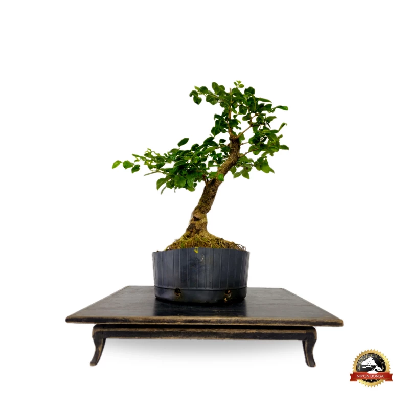 Pré Bonsai Ligustro Sinense 10 anos - 01285