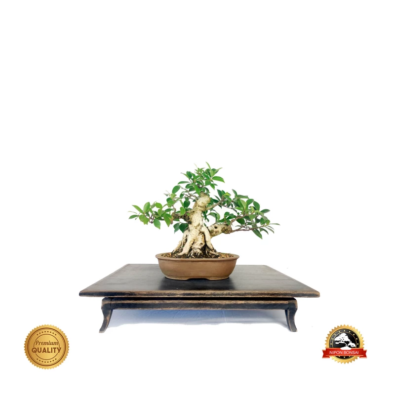 Bonsai Ficus Microcarpa 12 anos - 01635