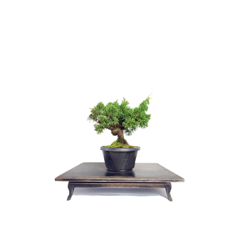 Pré Bonsai Shimpaku Kishu 8 anos - 01762