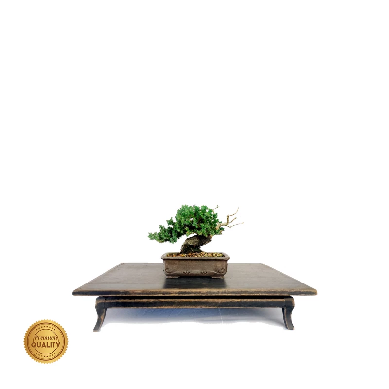 Bonsai Juníperus Procumbens 8 anos - 01776