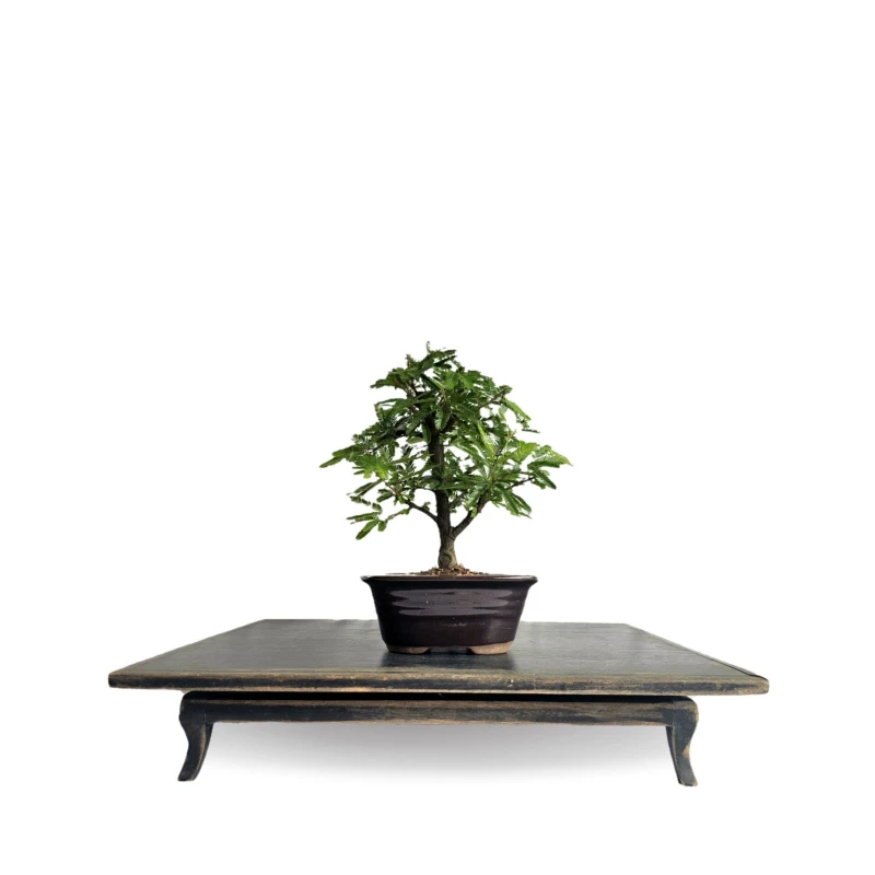 Bonsai Caliandra Branca 3 anos - 01904